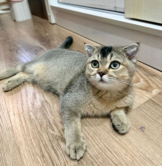 Кошка Scottish chinchilla Шиншилла 4 месяцев