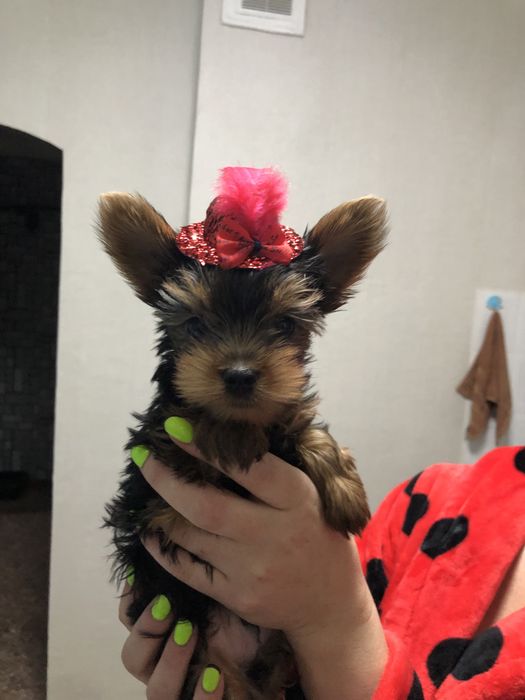 Йоркширксий терьер (мальчики )