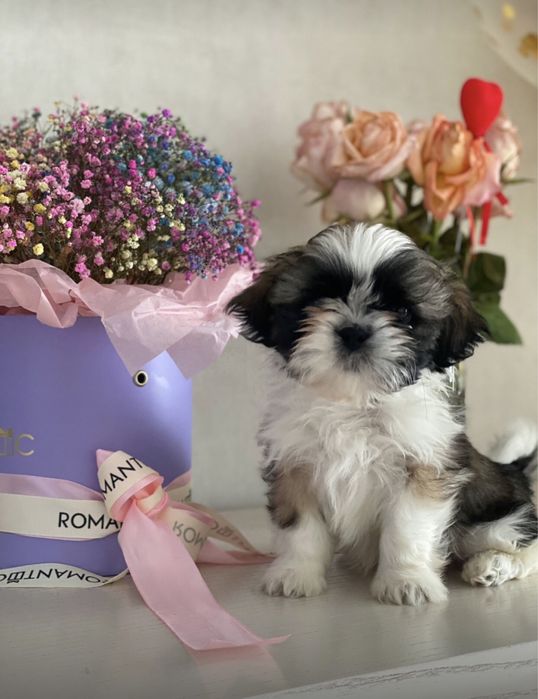 Прекрасные малыши Ши-тцу.