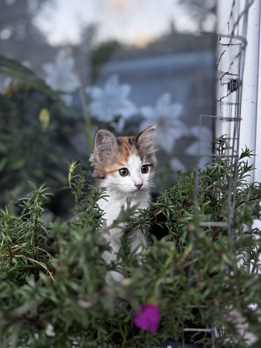 котята бесплатно