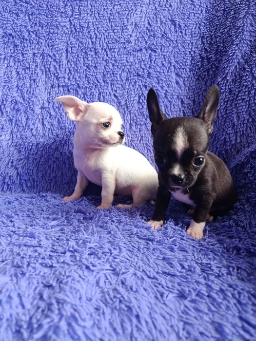 Чихуахуа мини щенки