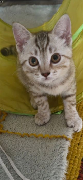 Котёнка в добрые руки
