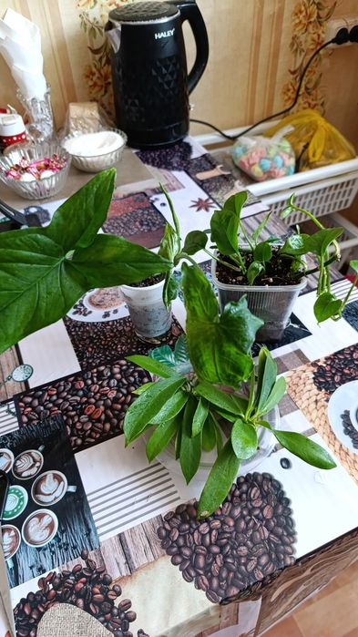 Сингониумы и другие цветы