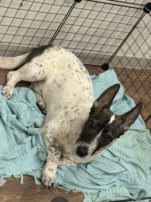 Отдам щенка в хорошие руки