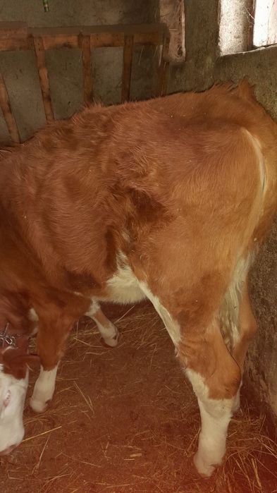 Vițeaua de vânzare