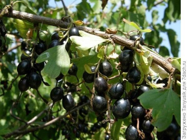 Продаю саженцы смородины