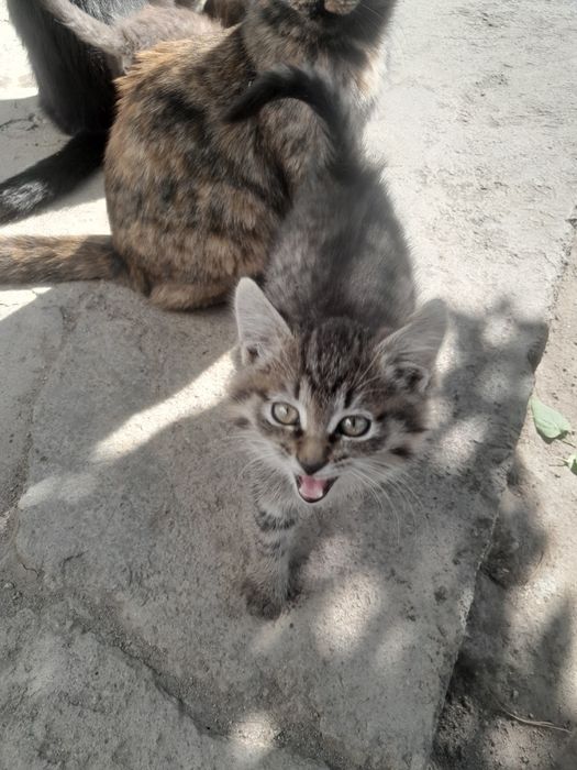 Котята бесплатно отдам