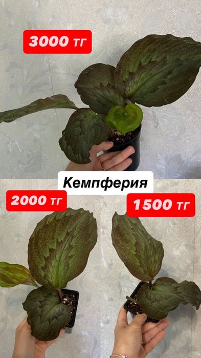 Комнатные цветы.