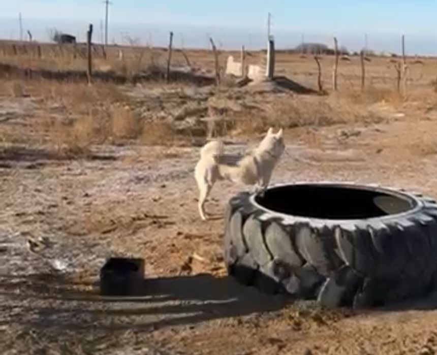 Зсл всл рел лайка кабель собака