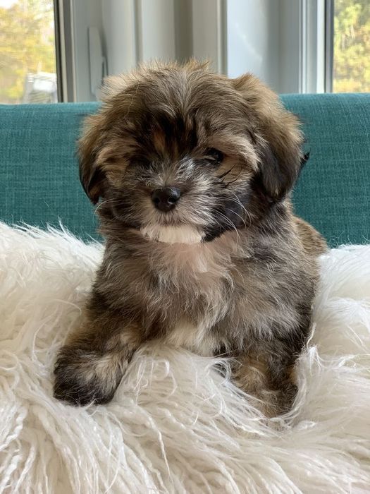 Bichon maltez 600 lei