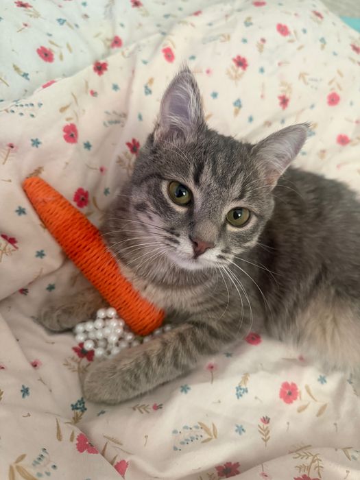 ищем кошечку для вязки