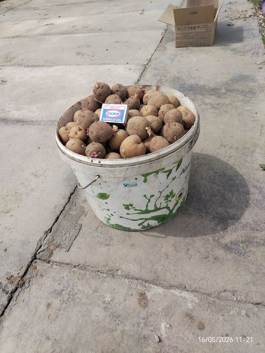 Продам сменной картофель