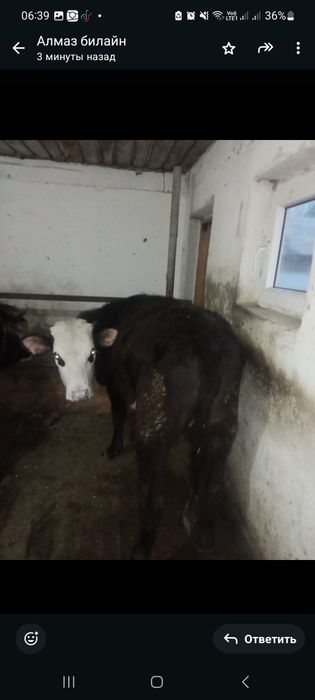 Продается бычок и телочка