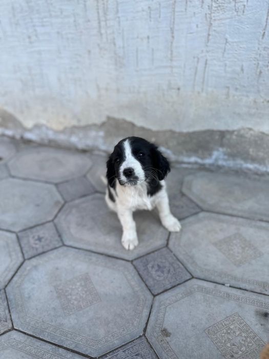 Щенки спаниеля уже 2 месяца