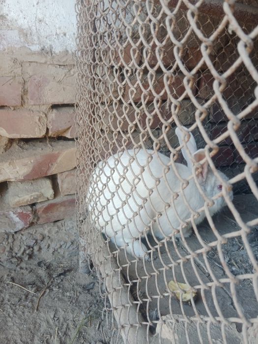 Продам кролика самец