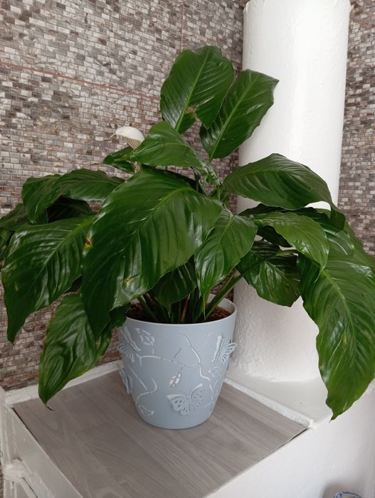 Цветок женское счастья в цвету