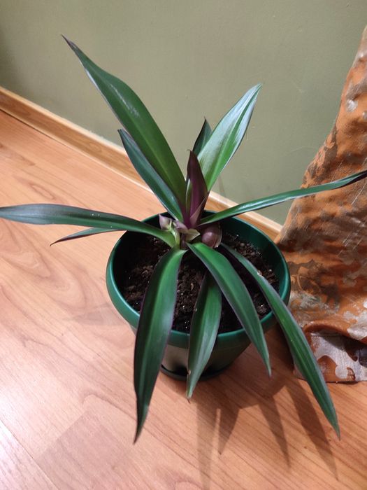 Комнатный цветок традесканция покрыыальчатая Рео