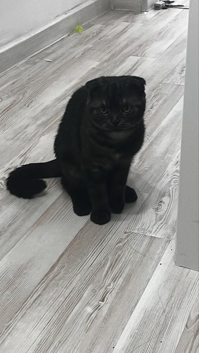 Чисткоровный шотландский кот