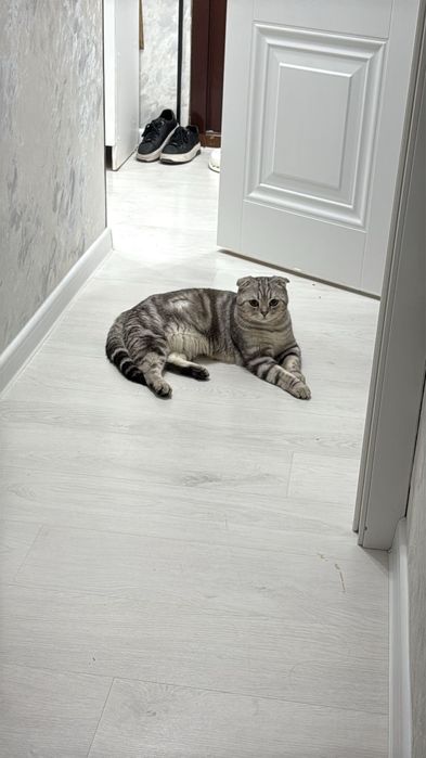 Сүйкімді шотланд