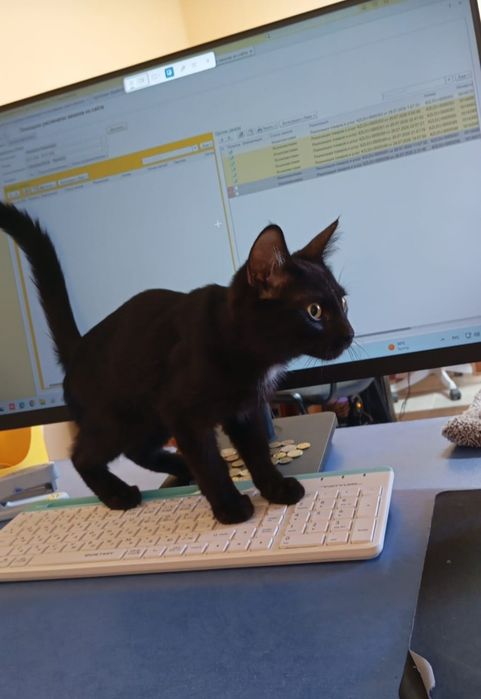 котенок в добрые руки