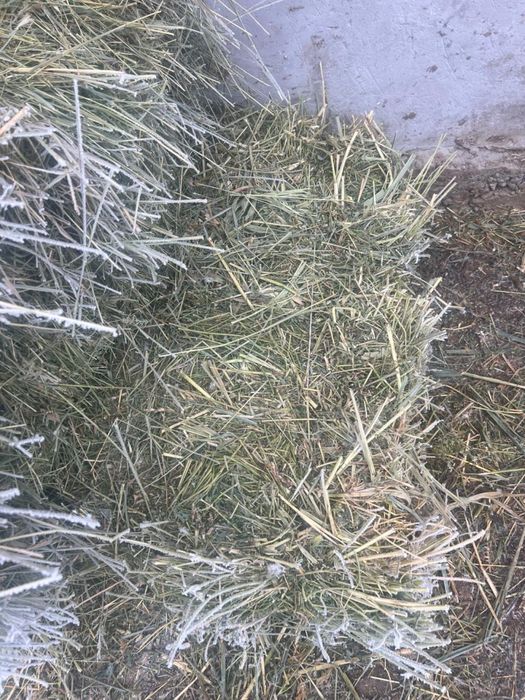 Клевер (жонышка)