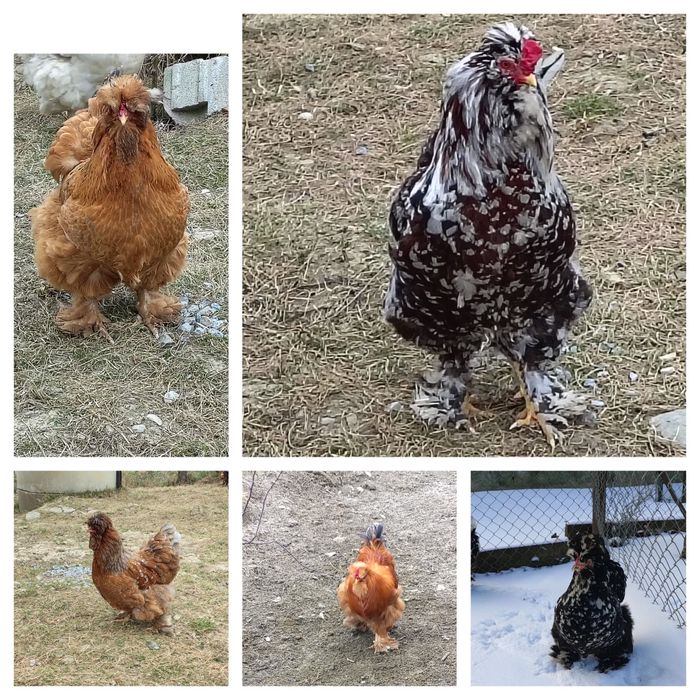 Vind oua pentru incubat 10lei bucata