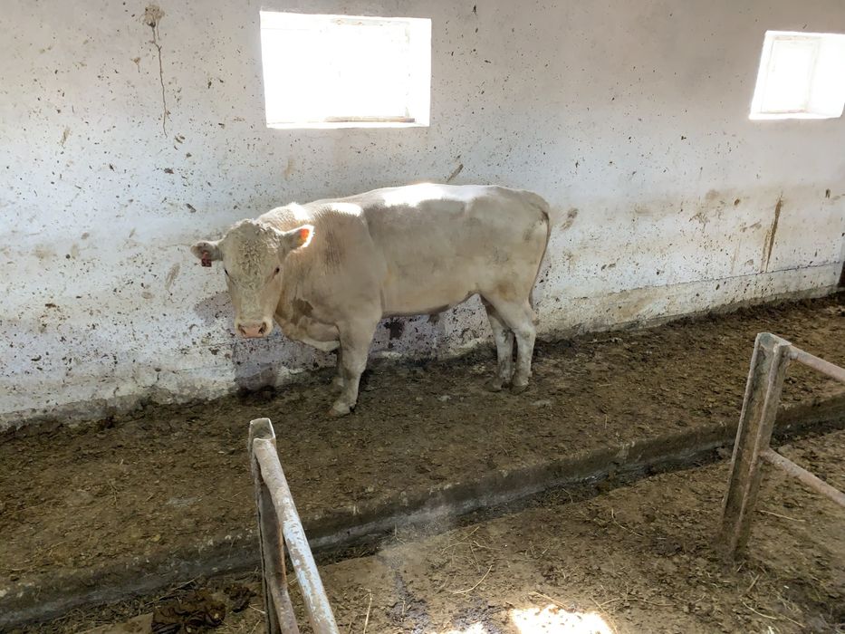 Продам быка Аулекол