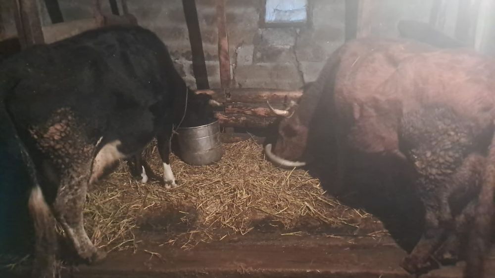 Продам корову стельную