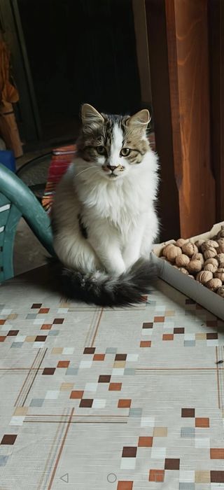 Търся стопани на дългокосместо коте!