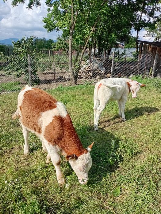 Vând un vițel balțat și unul Belgian