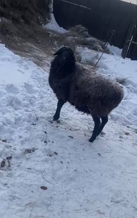 Продам Овечку...