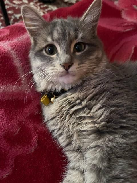 Mushuk sotiladi zottor