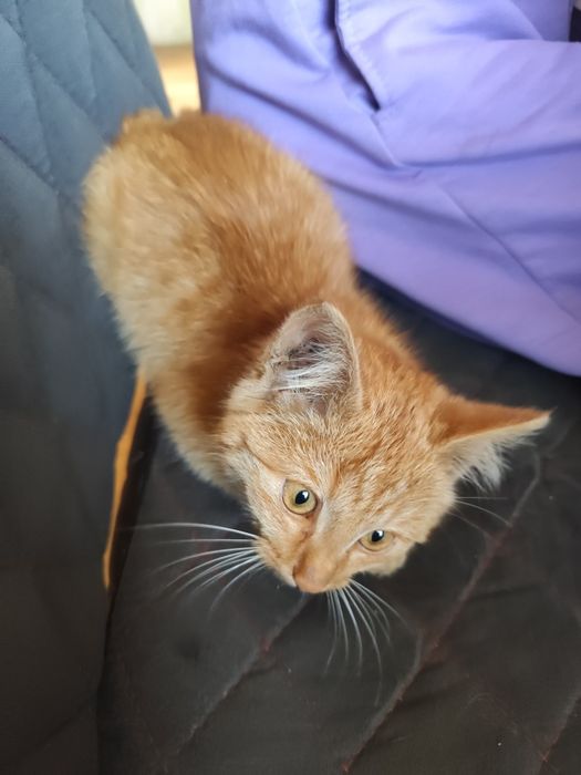 Отдам котика в добрые руки