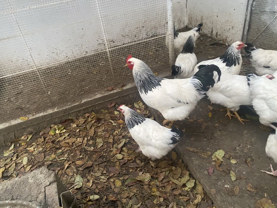 Vând ouă sussex pentru incubat