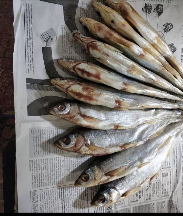 Май балық, ребец