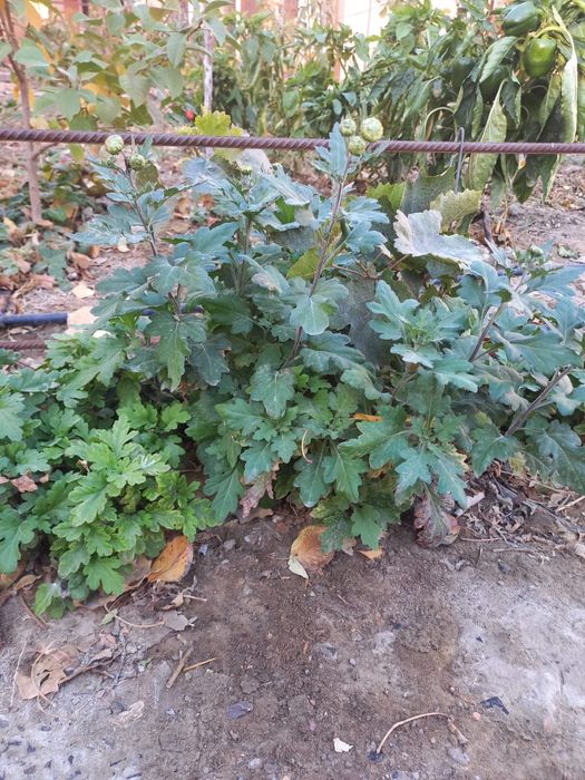 Рассада вишня, виноград