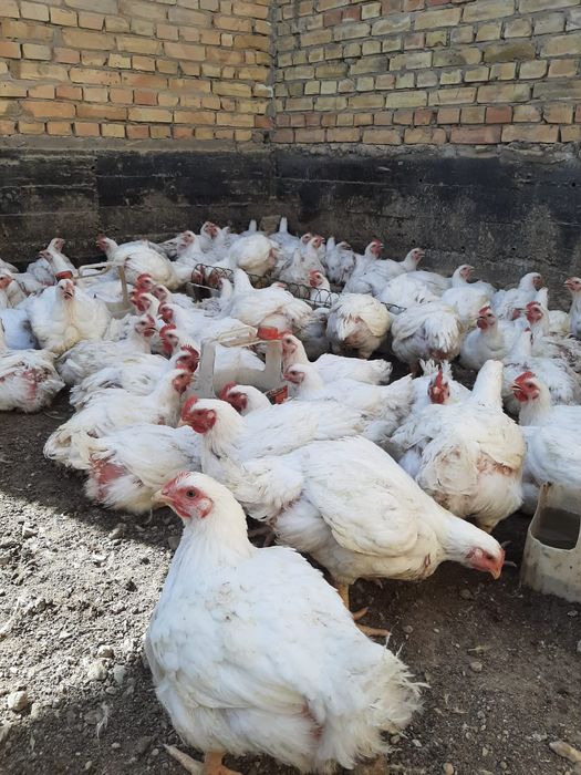 Продам домашних бройлеров