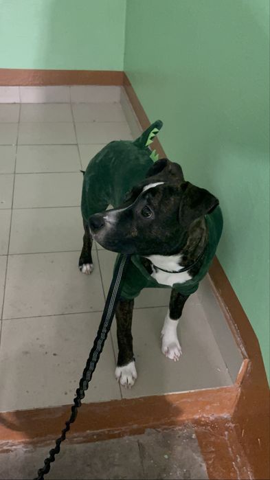 Одежда для собак