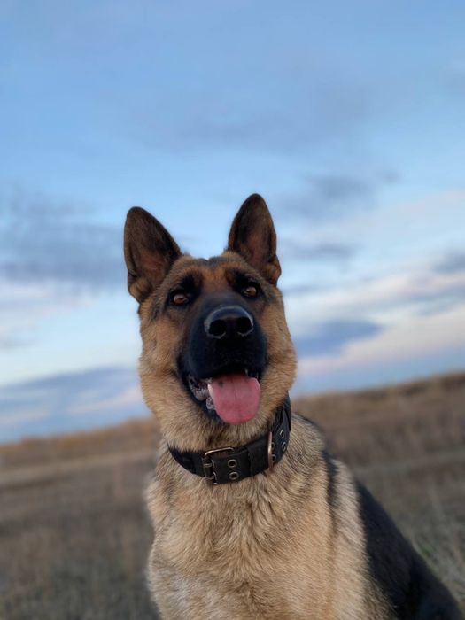 Продается Немецкая овчарка Актобе