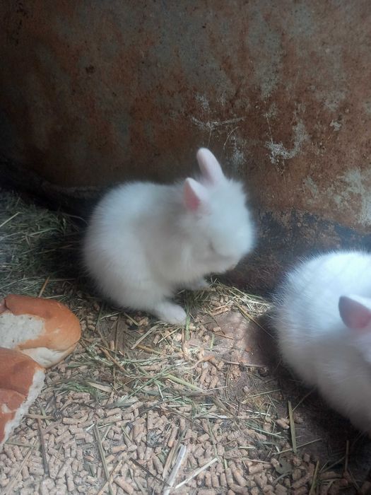 Iepurași pitici cap de leu rasă pură