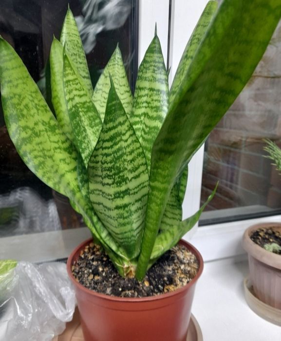 Продам красивый цветок