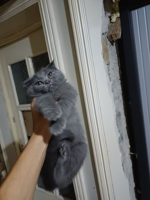 Сотилади Скоттиш фолд