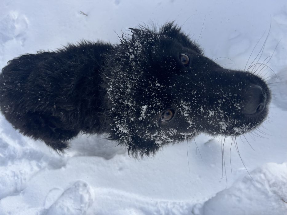 Собака Девочка ищет дом!