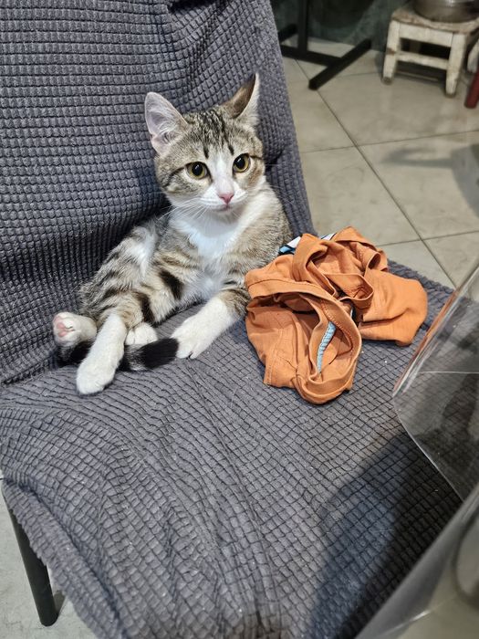 Отдам в хорошие ручки Изика