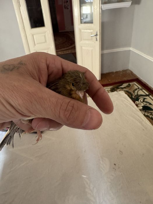 Канарека мода тайор сотилади