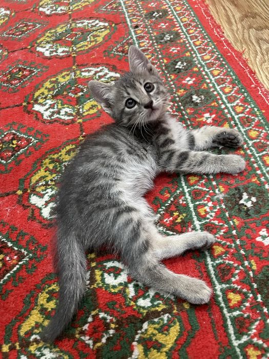 Отдам даром котенка