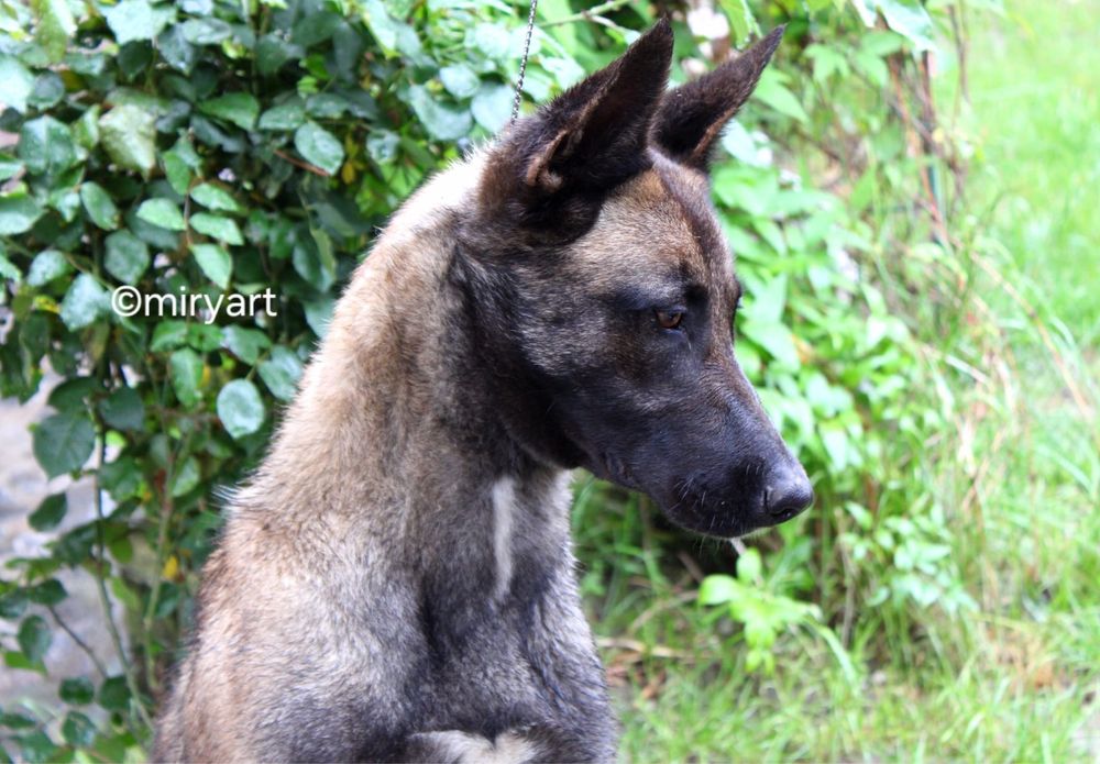 ciobanesc belgian malinois