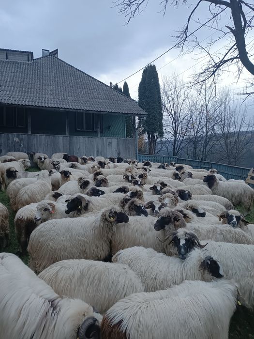 Vând oi cu miei  mai multe detalii la telefon