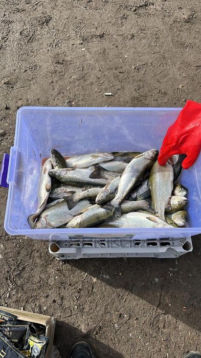 Форель балығы сатылады