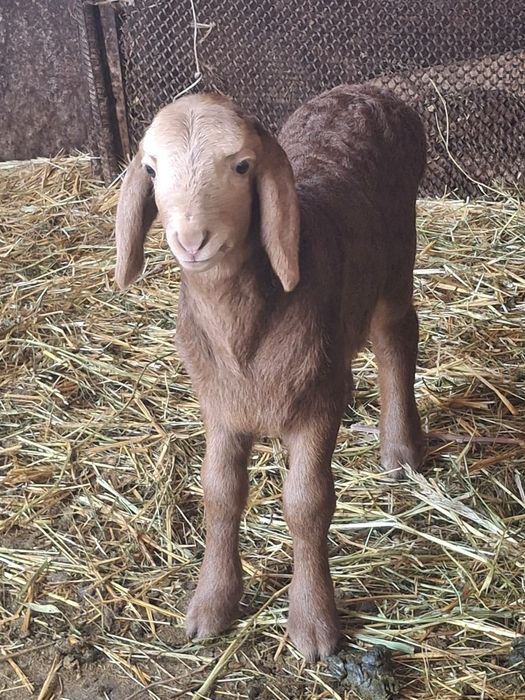 Қозылы қой сатылады.